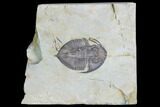 Rare, Trigonocerca Piochensis - Fillmore Formation, Utah #103895-1